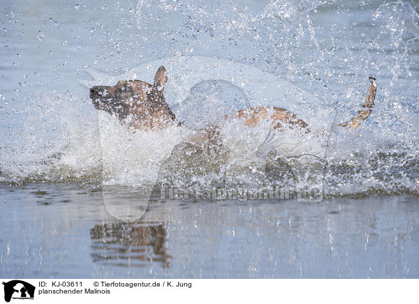planschender Malinois / splashing Malinois / KJ-03611