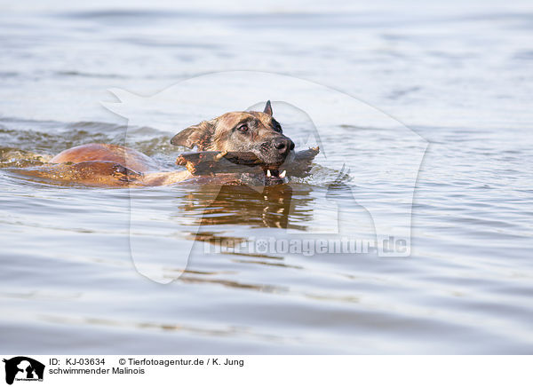 schwimmender Malinois / swimming Malinois / KJ-03634