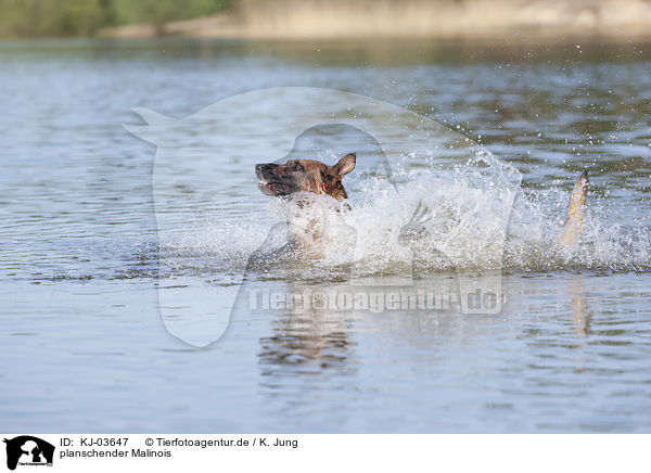 planschender Malinois / splashing Malinois / KJ-03647