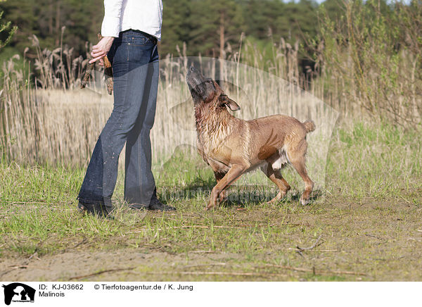 Malinois / KJ-03662