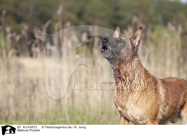 Malinois Portrait / KJ-03672