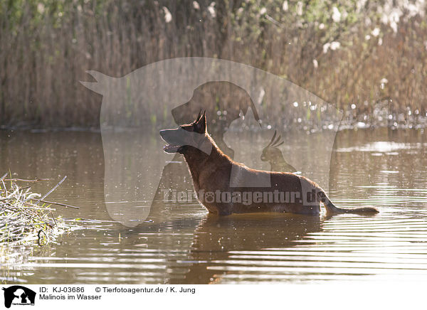 Malinois im Wasser / KJ-03686