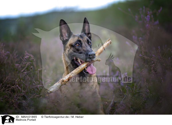 Malinois Portait / Malinois portrait / MAH-01865