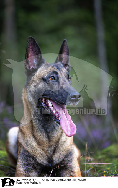 liegender Malinois / MAH-01871
