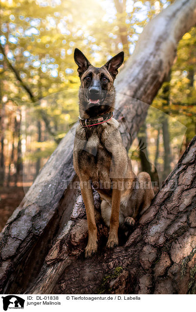 junger Malinois / DL-01838