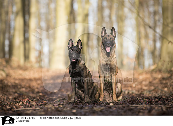 2 Malinois / 2 Malinois / KFI-01783