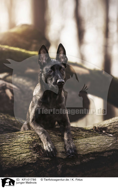 junger Malinois / young Malinois / KFI-01786