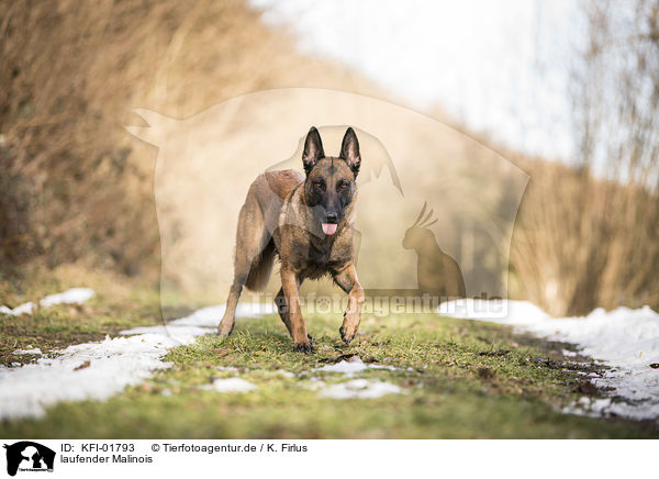 laufender Malinois / walking Malinois / KFI-01793