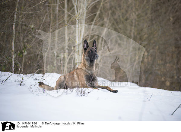 liegender Malinois / lying Malinois / KFI-01796