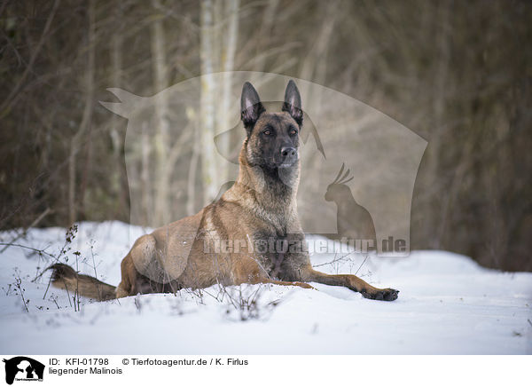 liegender Malinois / lying Malinois / KFI-01798