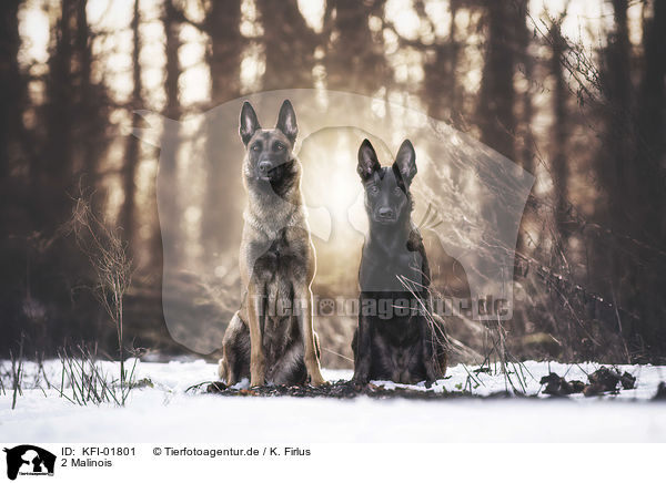 2 Malinois / 2 Malinois / KFI-01801