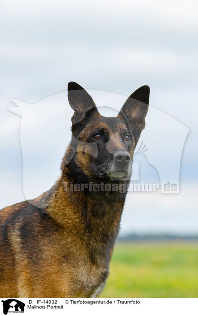 Malinois Portrait / Malinois Portrait / IF-14032