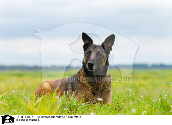 liegender Malinois / lying Malinois / IF-14037