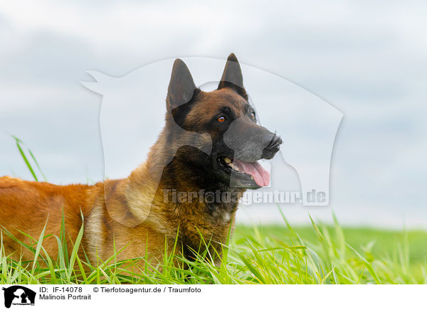 Malinois Portrait / Malinois Portrait / IF-14078