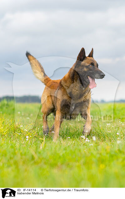 trabender Malinois / trotting Malinois / IF-14114