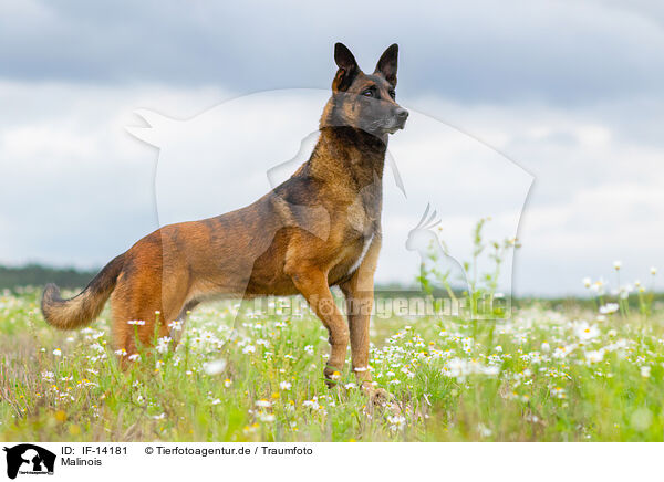 Malinois / Malinois / IF-14181