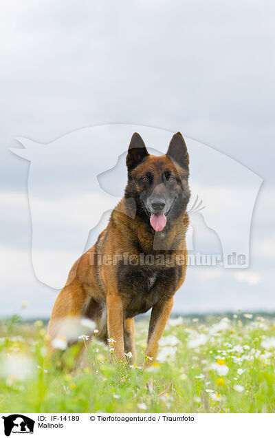 Malinois / Malinois / IF-14189