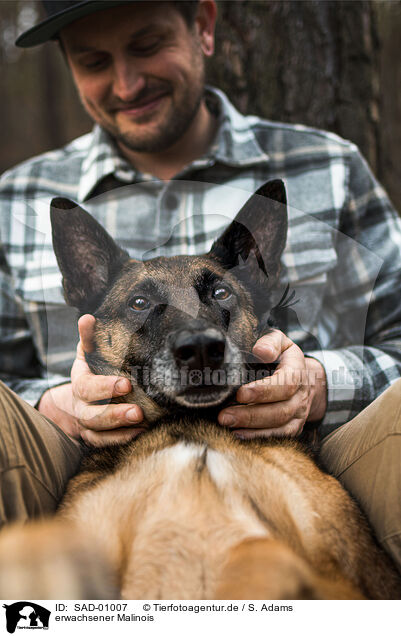 erwachsener Malinois / adult Malinois / SAD-01007