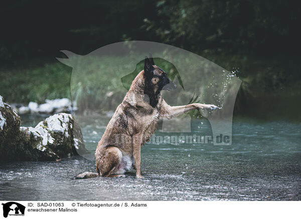erwachsener Malinois / adult Malinois / SAD-01063