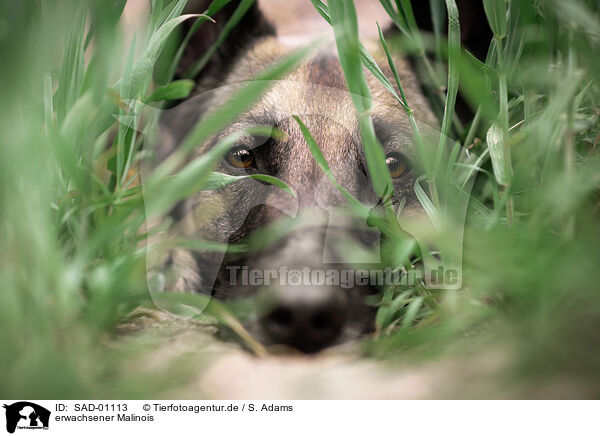 erwachsener Malinois / adult Malinois / SAD-01113