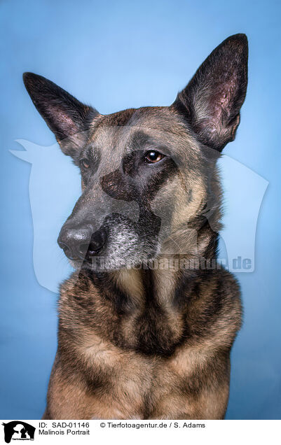 Malinois Portrait / Malinois Portrait / SAD-01146