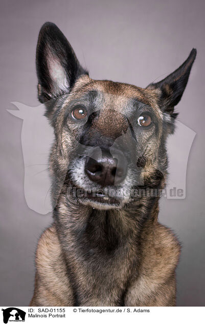 Malinois Portrait / SAD-01155