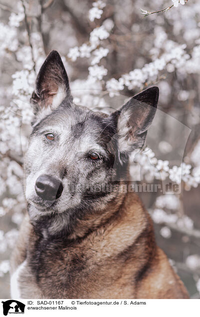 erwachsener Malinois / adult Malinois / SAD-01167