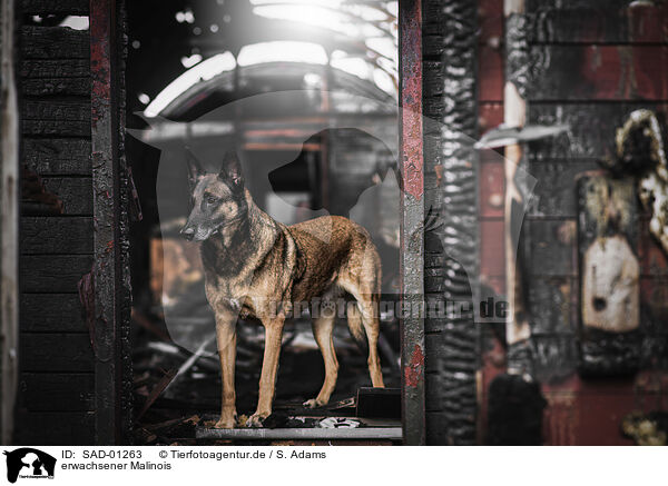 erwachsener Malinois / SAD-01263