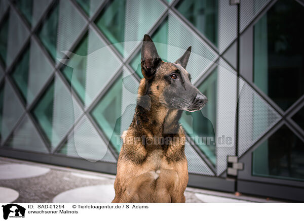 erwachsener Malinois / adult Malinois / SAD-01294