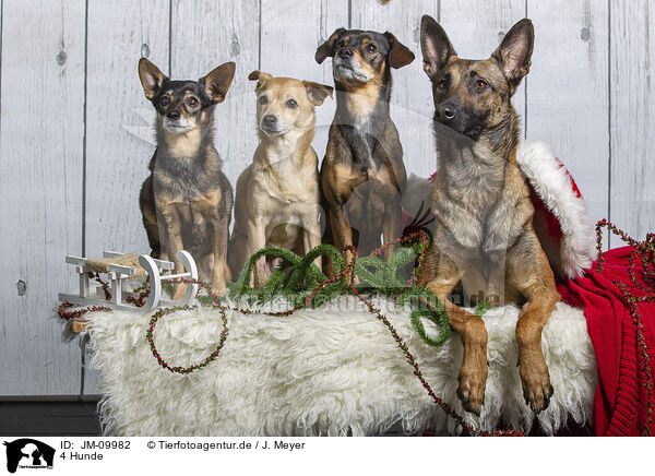 4 Hunde / 4 dogs / JM-09982