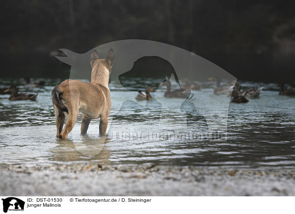 junger Malinois / young Malinois / DST-01530