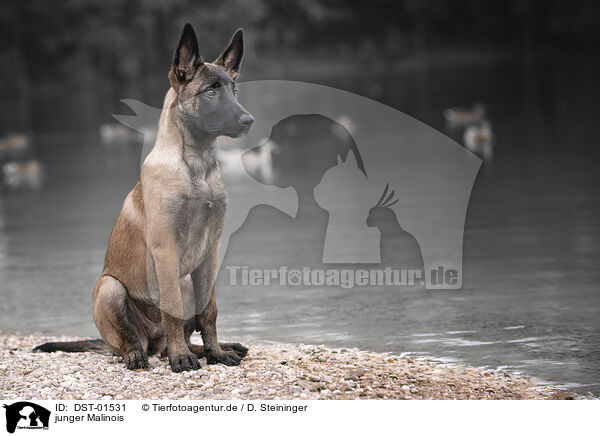 junger Malinois / young Malinois / DST-01531