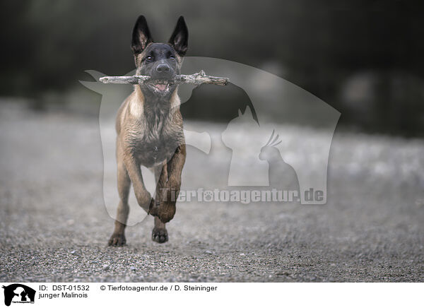 junger Malinois / young Malinois / DST-01532