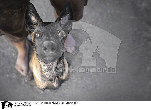 junger Malinois / DST-01535