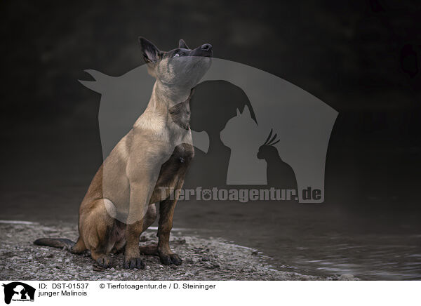 junger Malinois / DST-01537