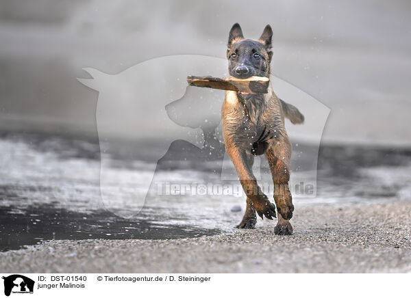junger Malinois / young Malinois / DST-01540