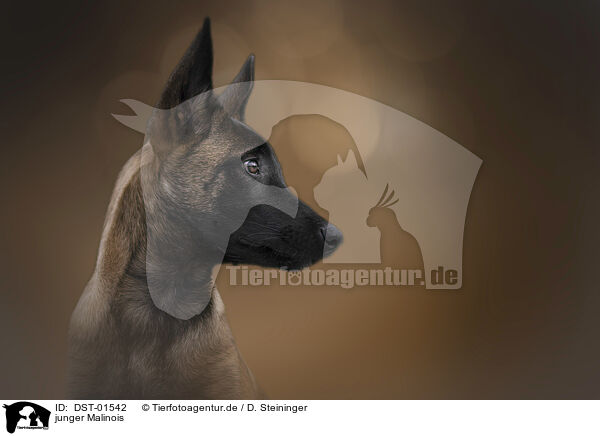 junger Malinois / young Malinois / DST-01542