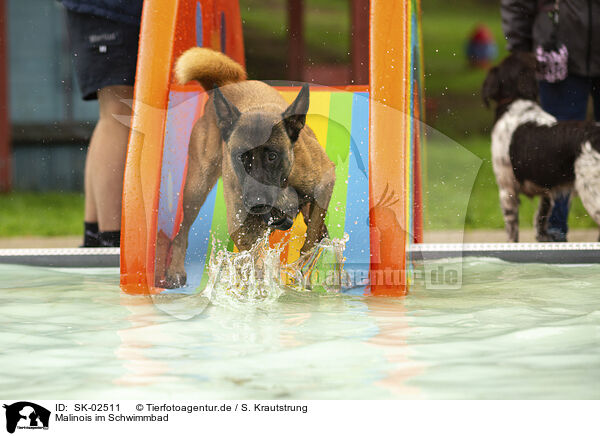 Malinois im Schwimmbad / SK-02511