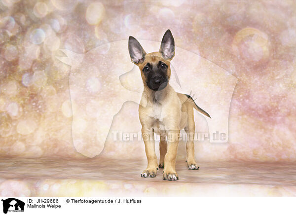Malinois Welpe / Malinois Puppy / JH-29686