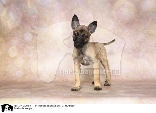 Malinois Welpe / JH-29688