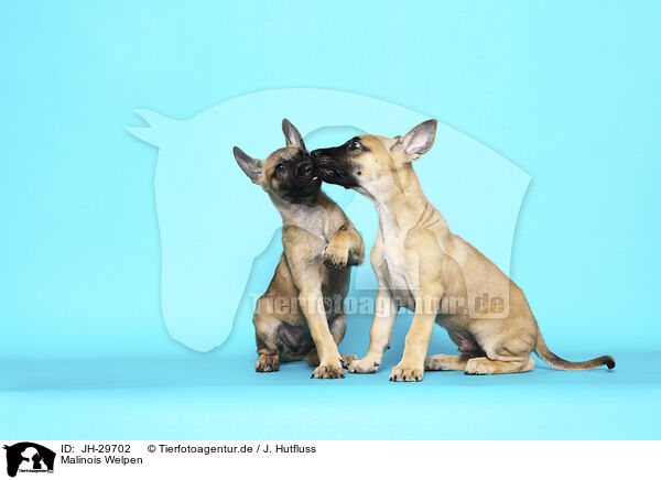 Malinois Welpen / JH-29702