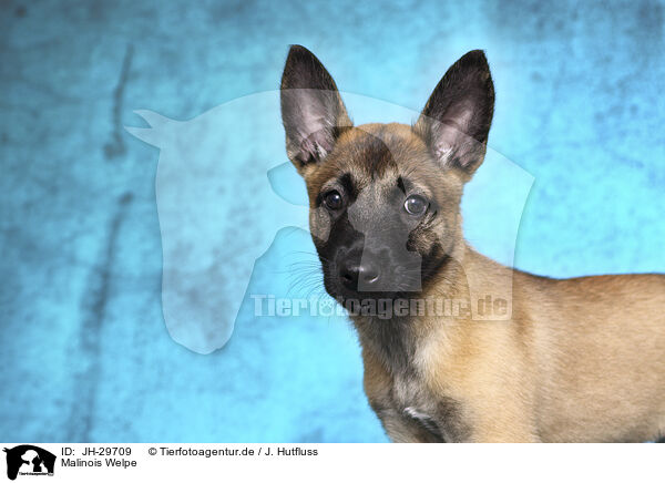 Malinois Welpe / Malinois Puppy / JH-29709