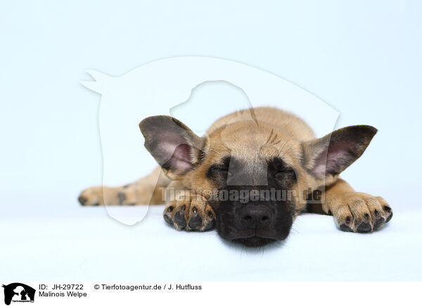 Malinois Welpe / Malinois Puppy / JH-29722