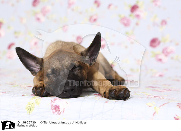Malinois Welpe / Malinois Puppy / JH-29730