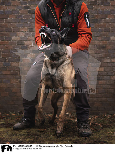 ausgewachsener Malinois / adult Malinois / MARS-01015