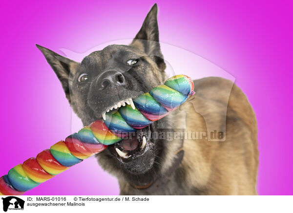 ausgewachsener Malinois / MARS-01016