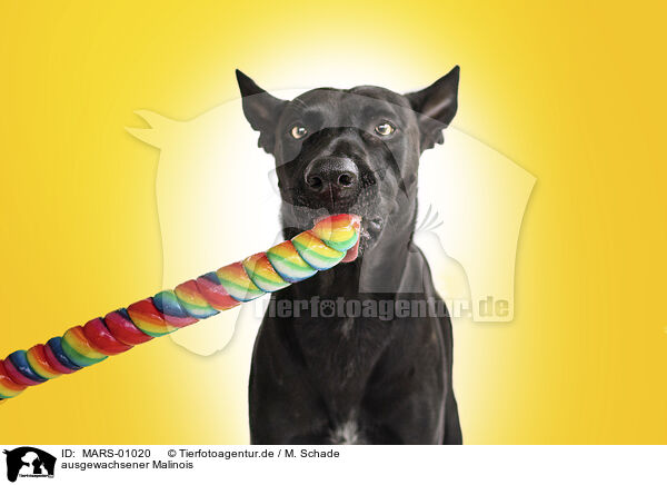 ausgewachsener Malinois / MARS-01020