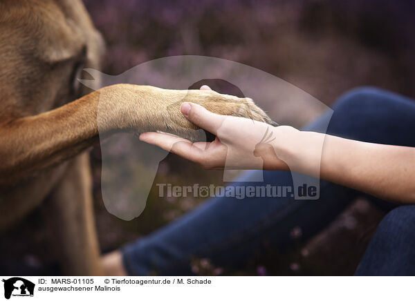 ausgewachsener Malinois / MARS-01105