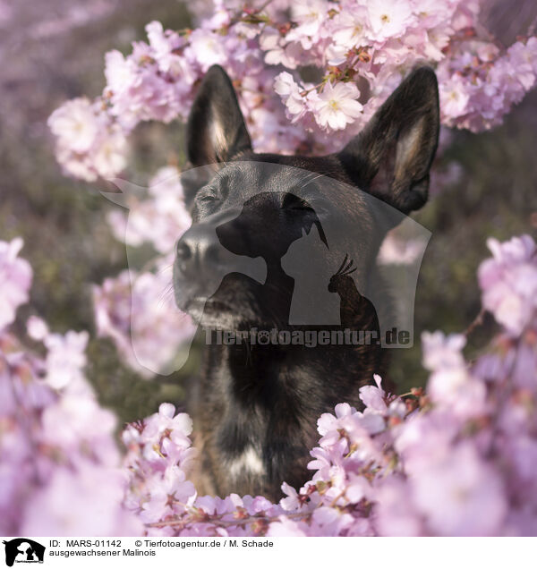 ausgewachsener Malinois / adult Malinois / MARS-01142
