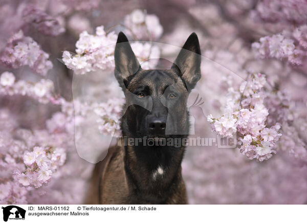 ausgewachsener Malinois / adult Malinois / MARS-01162